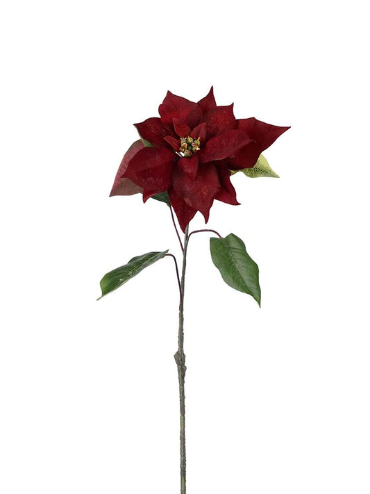 Julstjärna, Burgundy