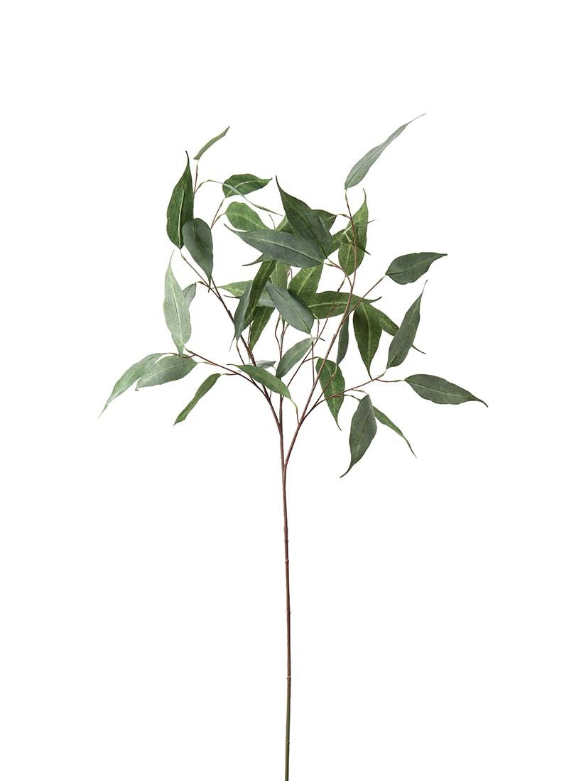 Eucalyptus