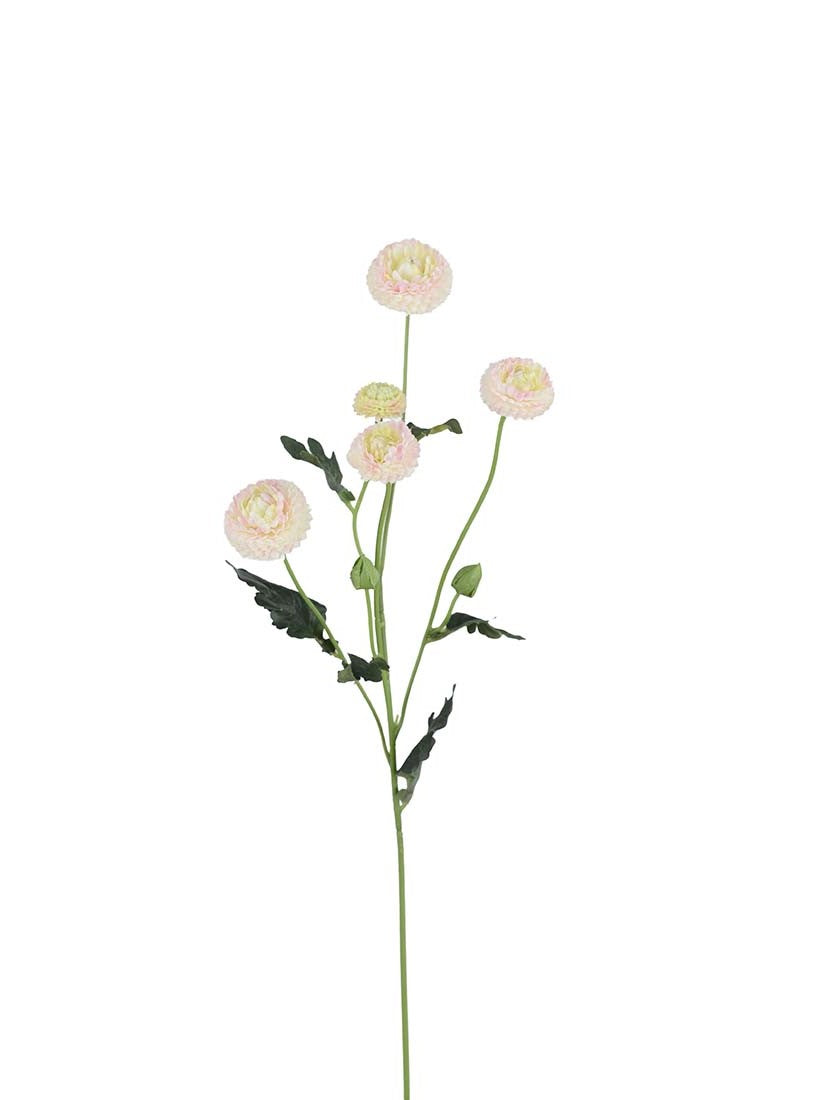 Chrysantemum, Rosa