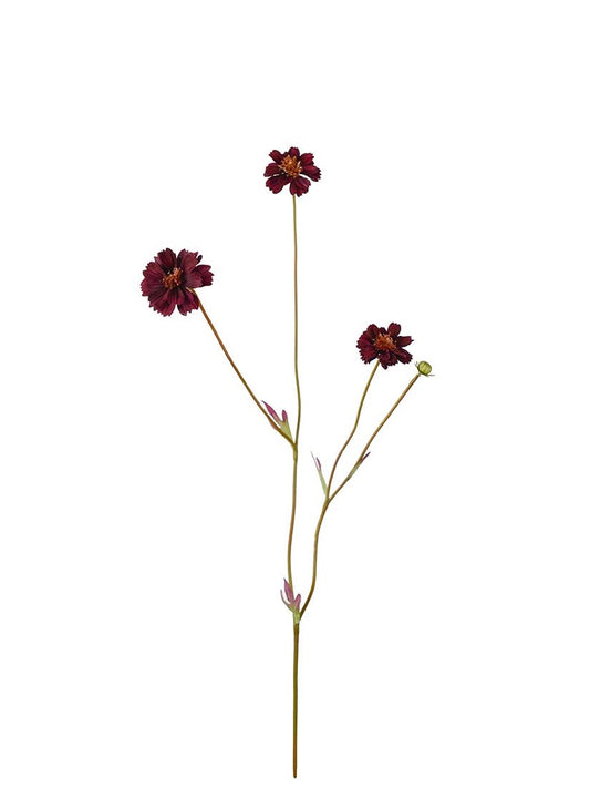 Coreopsis, Burgundy