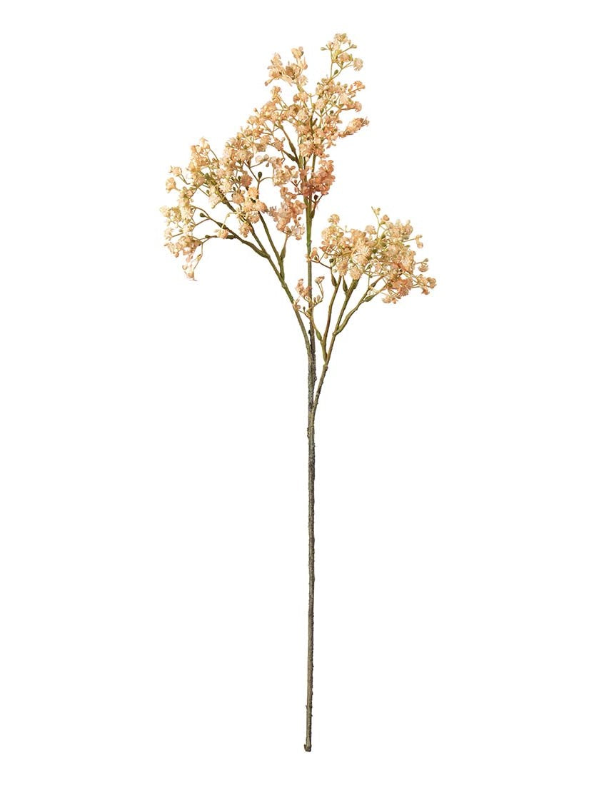 Brudslöja, Orange