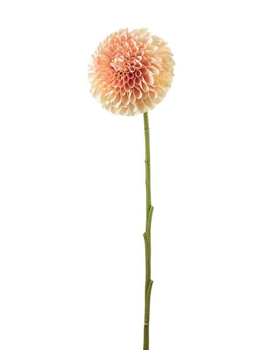 Dahlia, Peach