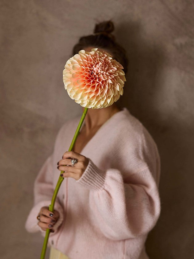Dahlia, Peach