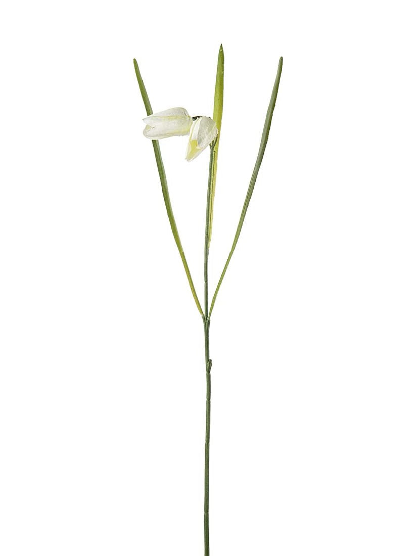 Fritillaria, Cremevit