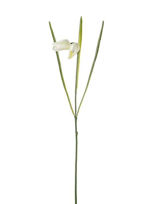 Fritillaria, Cremevit