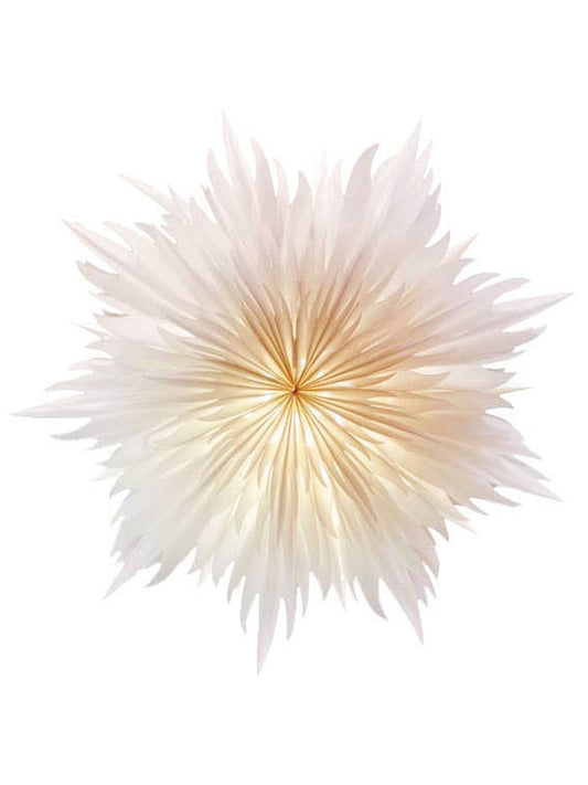 Stella Magnolia, 60 cm