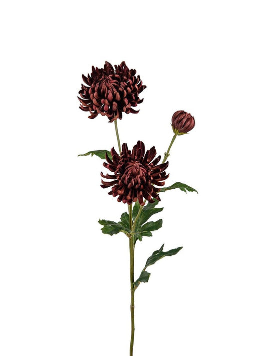 Chrysanthemum, Brun