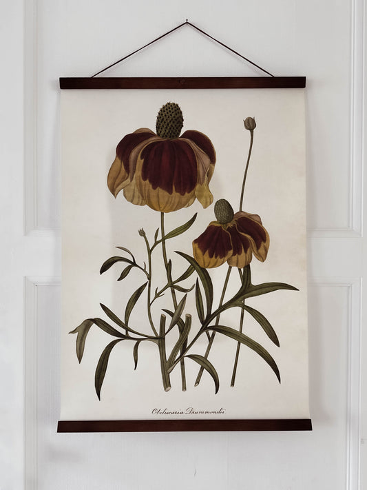 Poster 50x70 cm, Rudbeckia