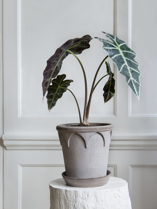 Elisabeth Kruka med Fat, Raw Grey