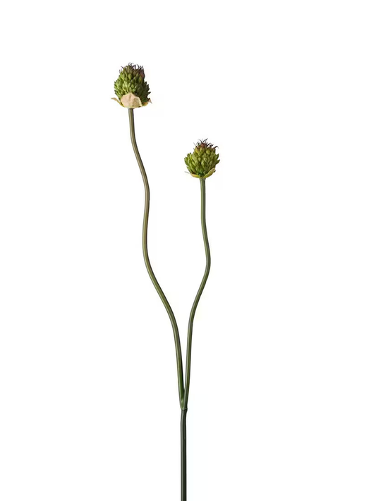 Allium, Grön