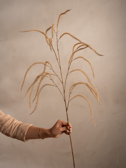 Amaranthus, Beige