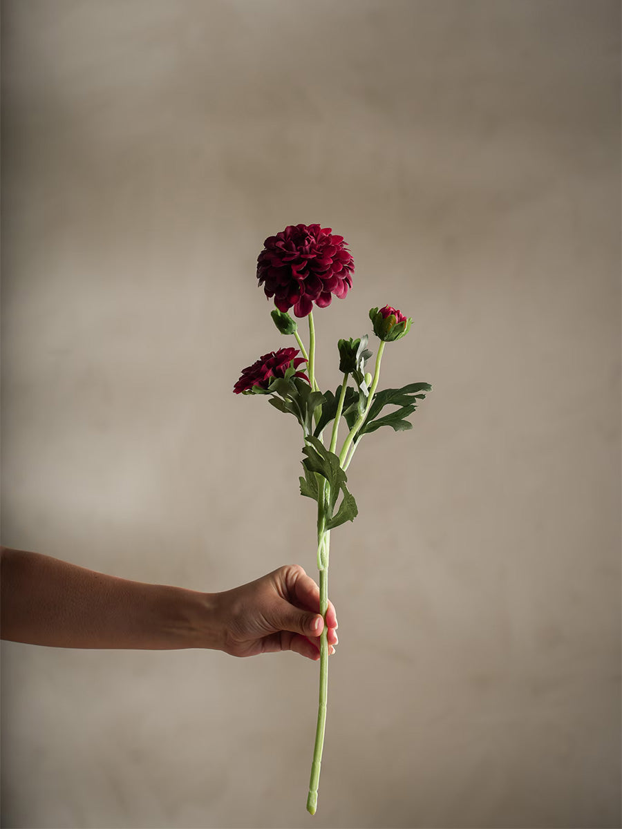 Chrysanthemum, Burgundy, 52 cm