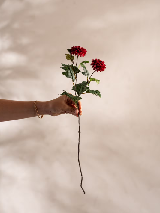 Chrysanthemum, Burgundy