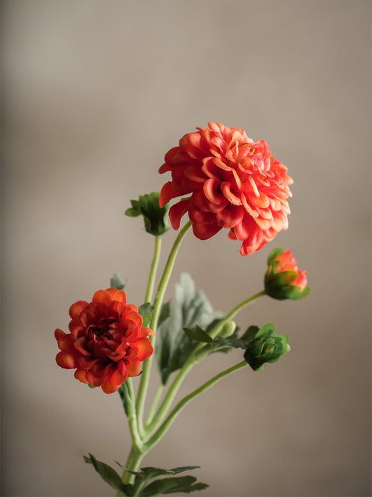 Chrysanthemum, Orange, 52 cm