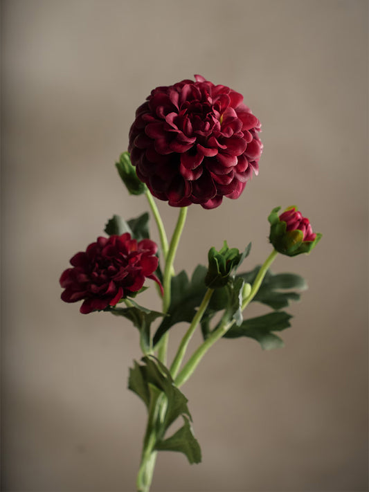 Chrysanthemum, Burgundy, 52 cm