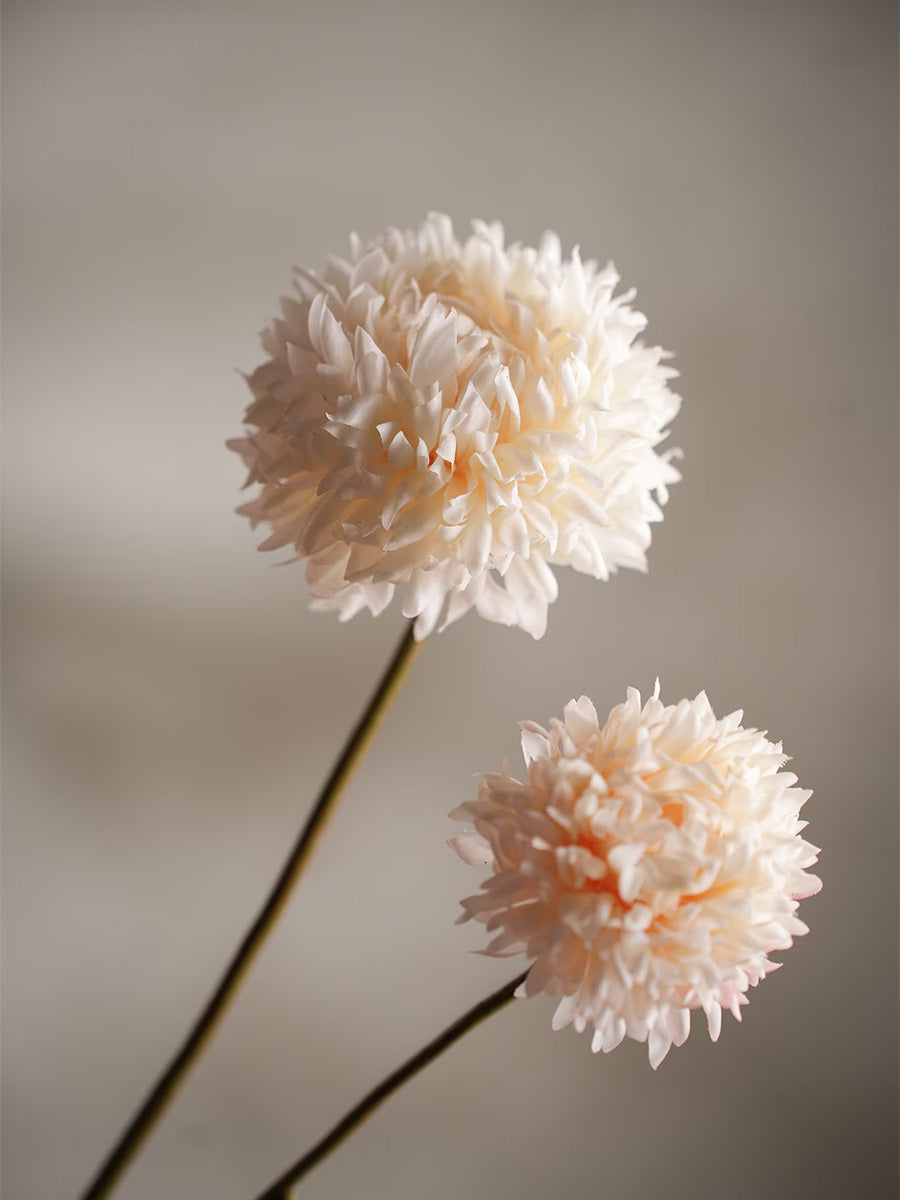 Chrysanthemum, Creme, 65 cm
