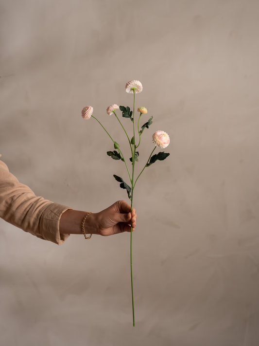 Chrysantemum, Rosa