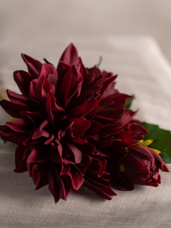 Dahlia, Burgundy