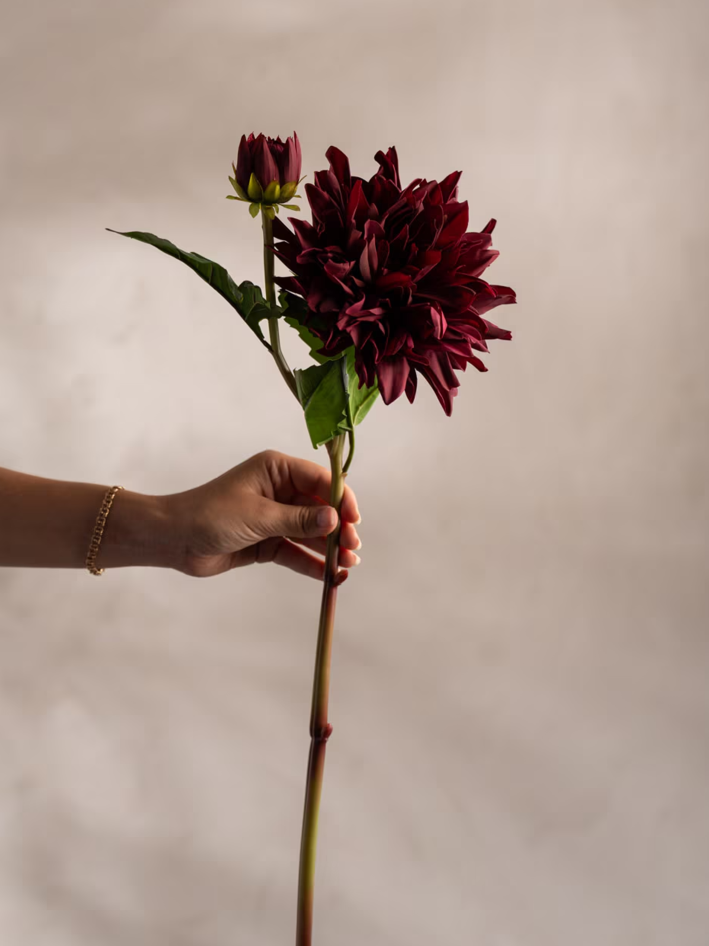 Dahlia, Burgundy