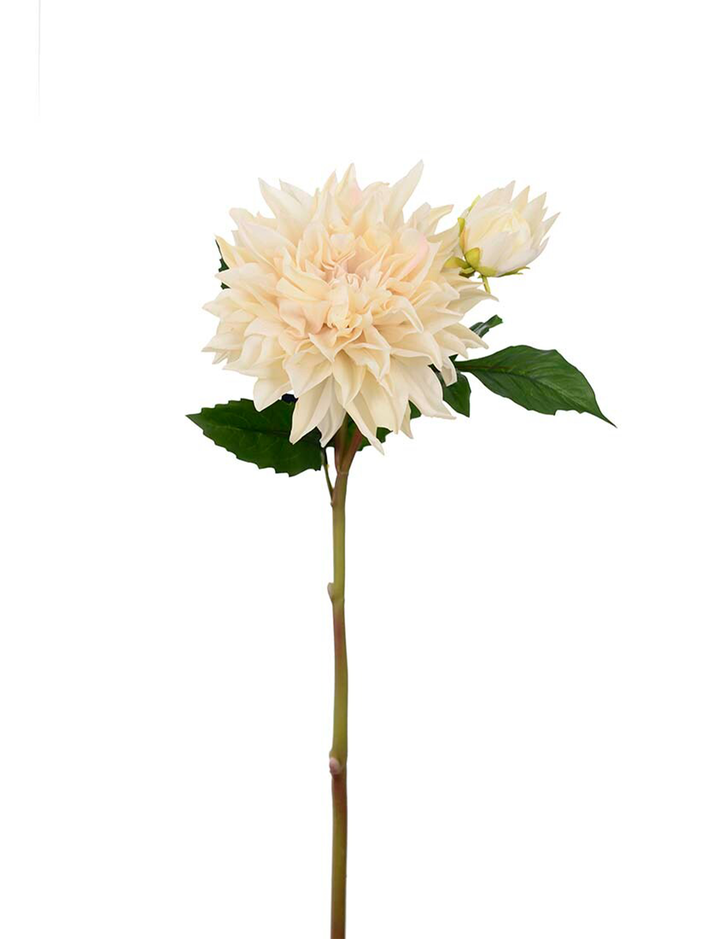 Dahlia; Cremevit
