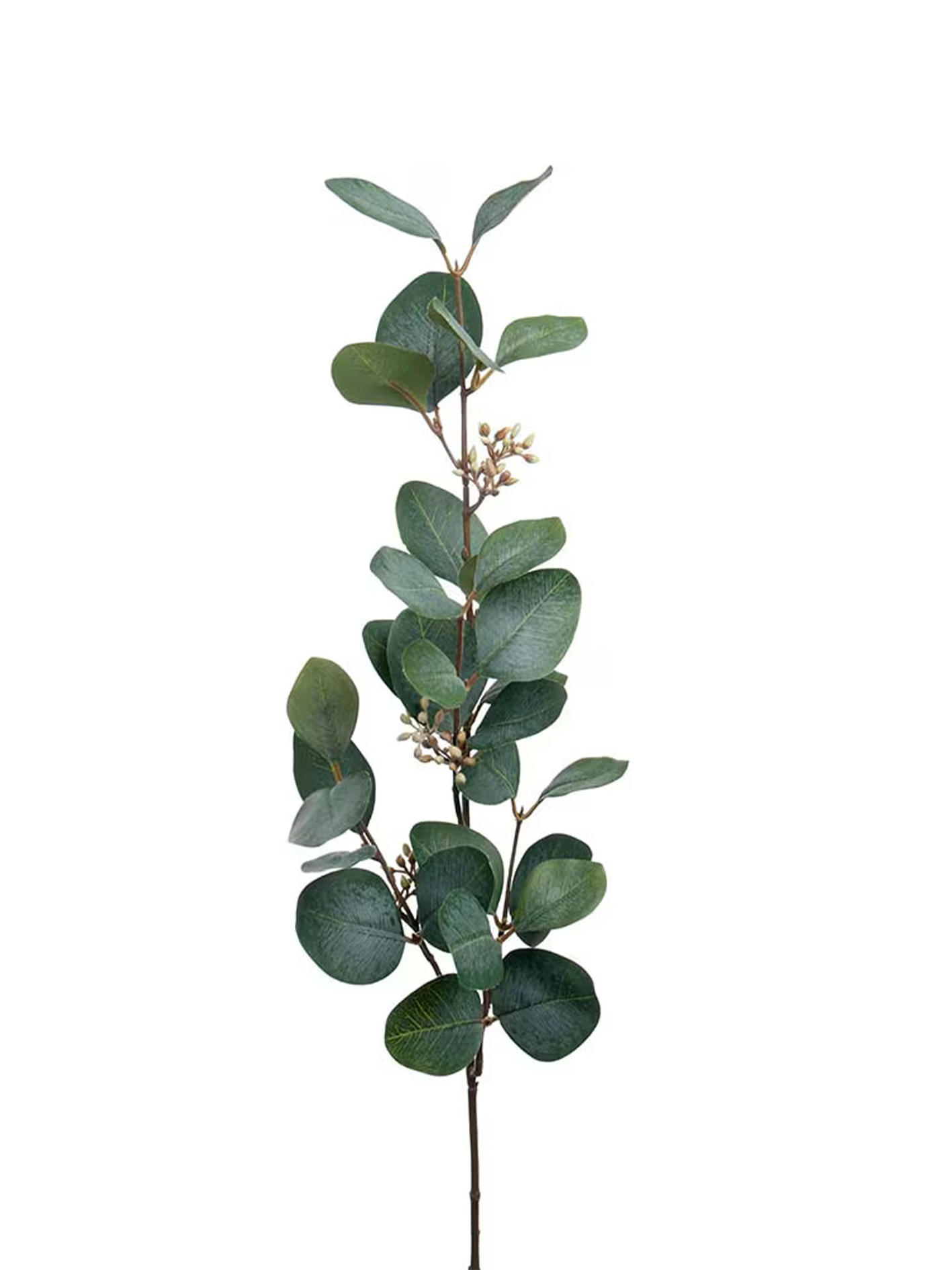 Eucalyptus Med Bär