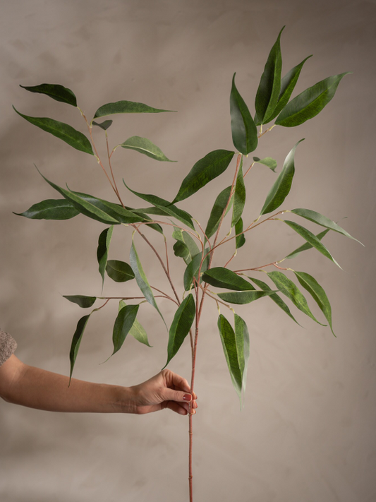 Eucalyptus