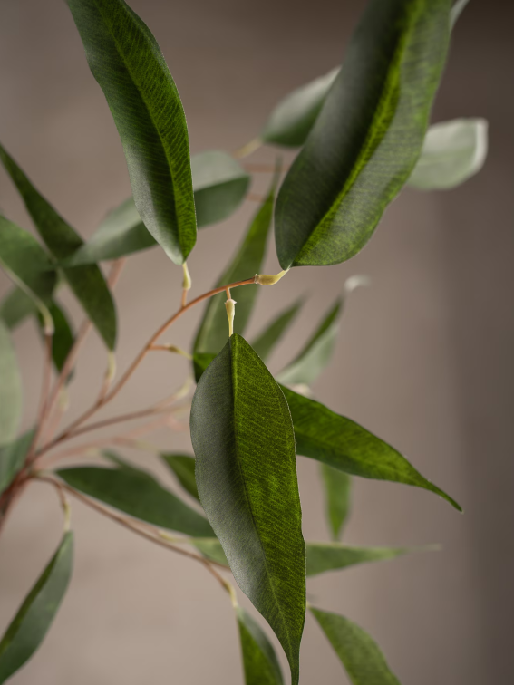 Eucalyptus