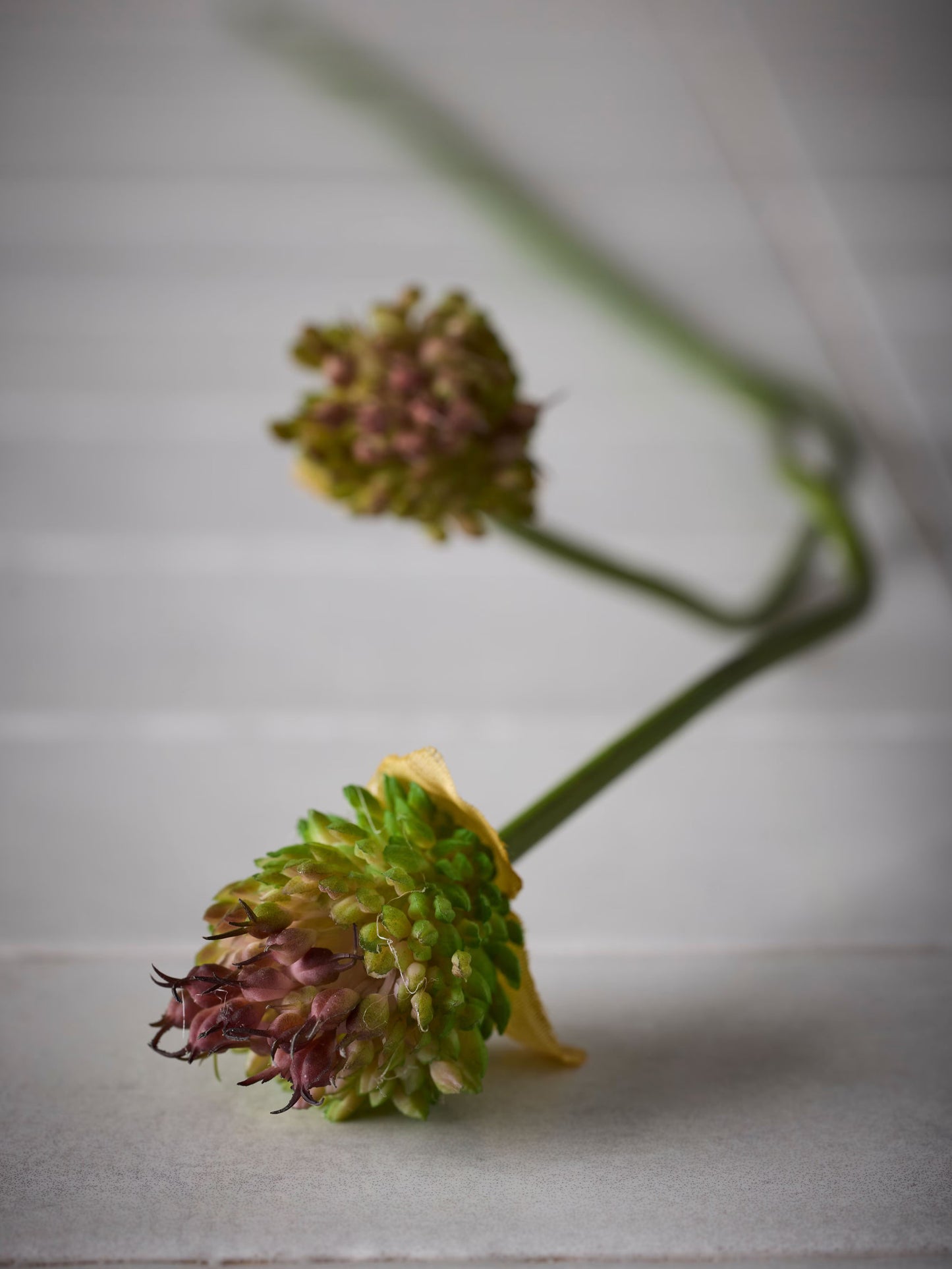 Allium, Grön