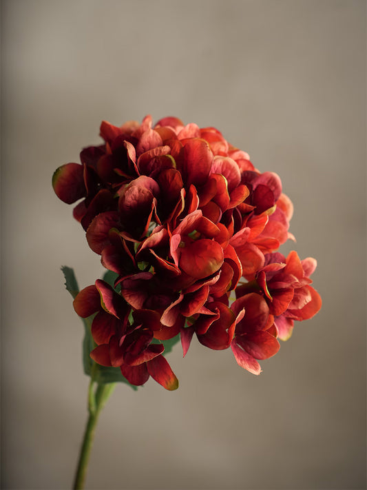 Hortensia, Orange, 58 cm