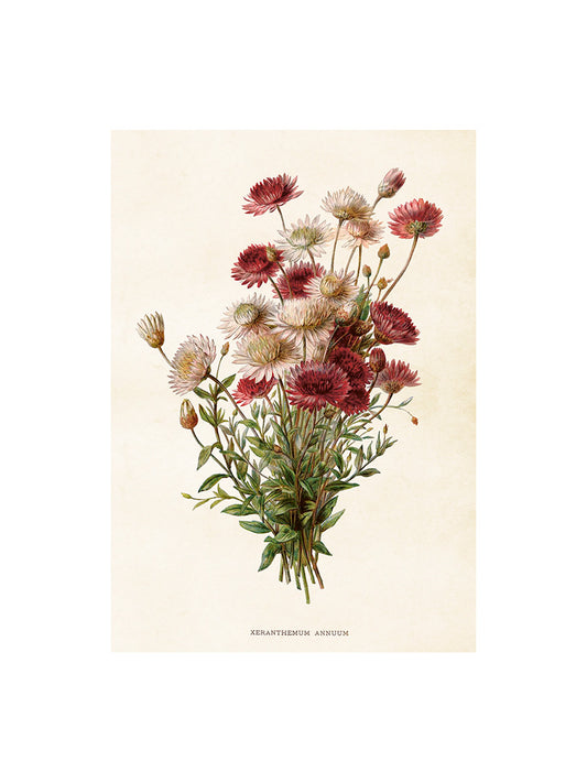 Poster 35x50 cm, Krysantemum