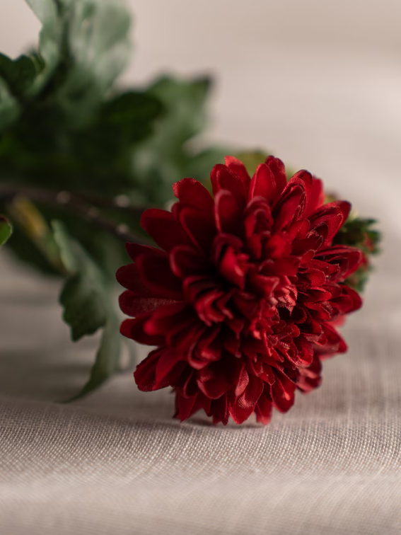 Chrysanthemum, Burgundy