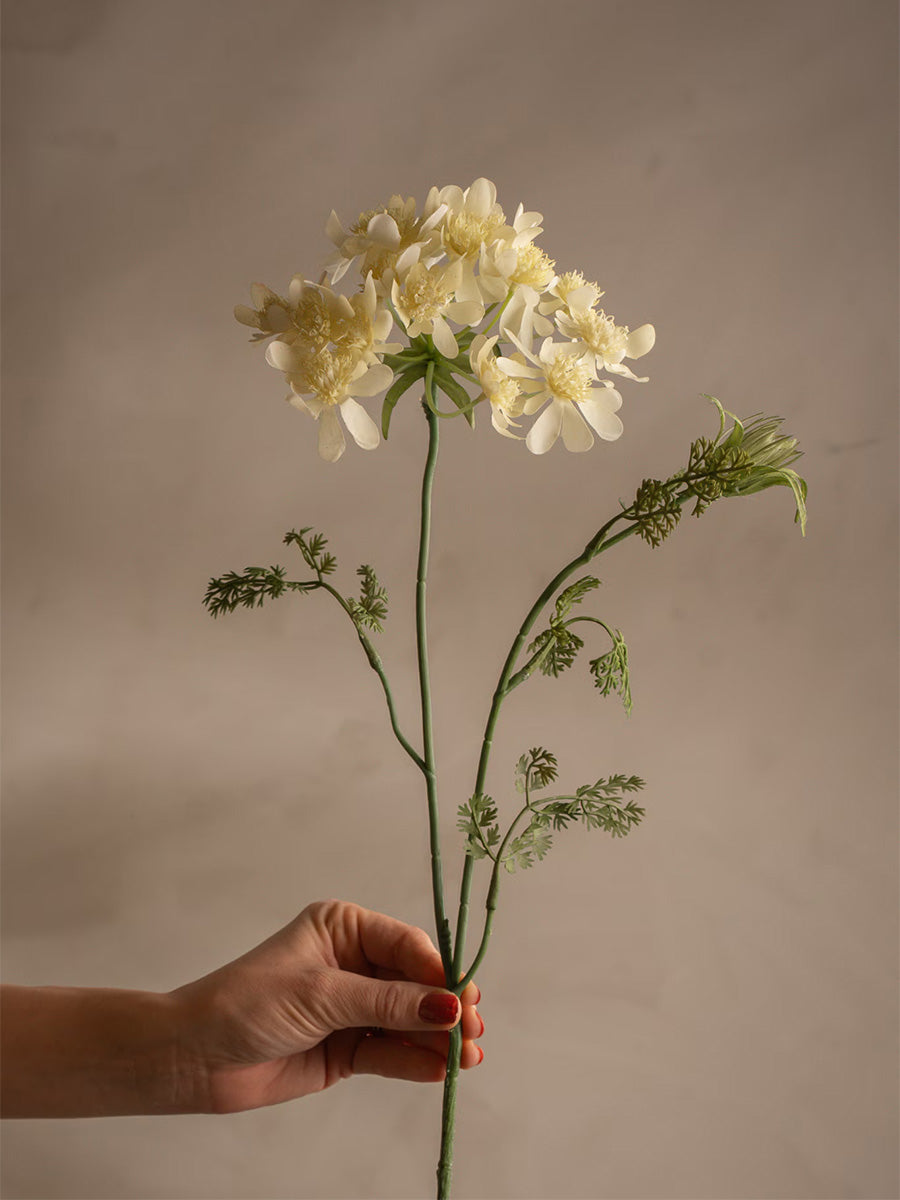 Blomsterkörvel, Gul