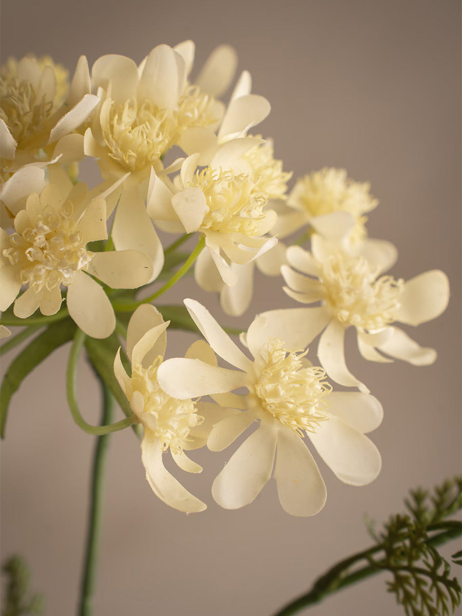 Blomsterkörvel, Gul