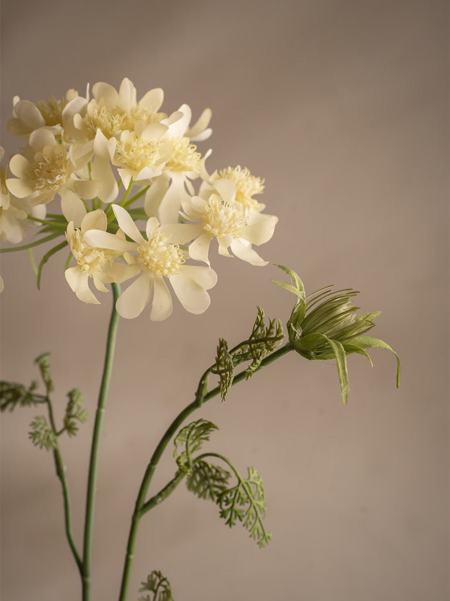 Blomsterkörvel, Gul