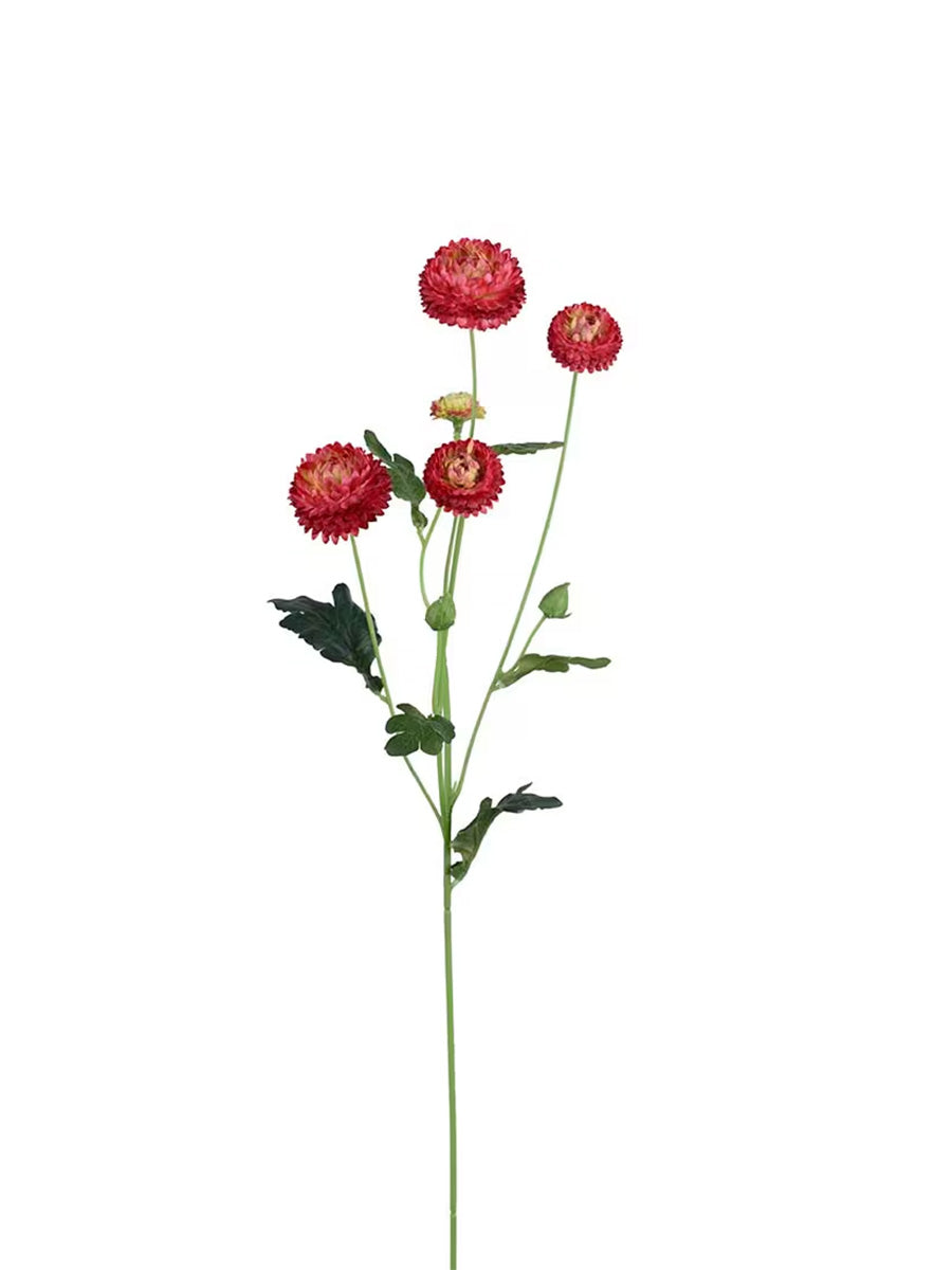 Chrysantemum, Burgundy