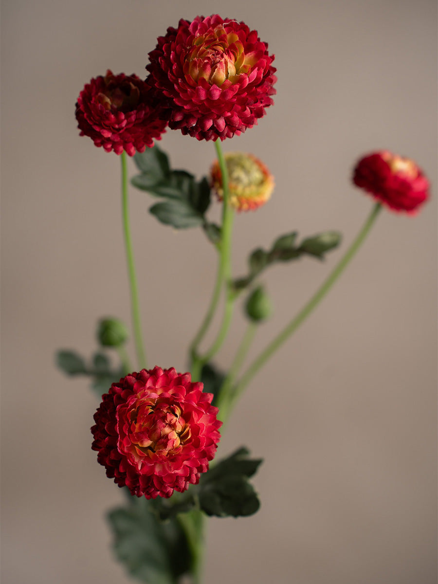 Chrysantemum, Burgundy