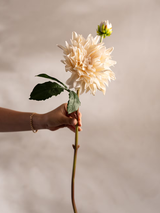Dahlia; Cremevit