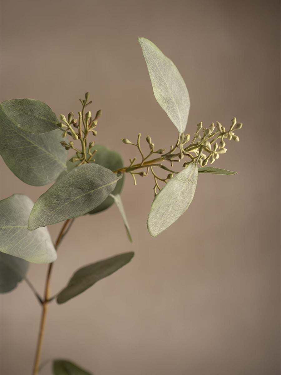 Eucalyptus, 87 cm