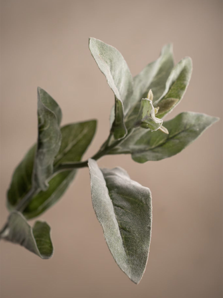 Lammöra, 65 cm