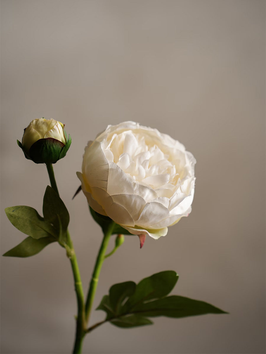 Pion, Vit