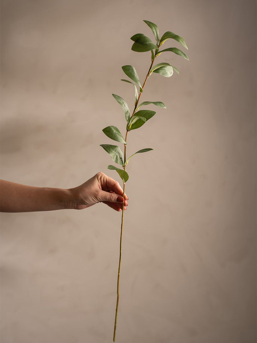 Ruscus, Grön