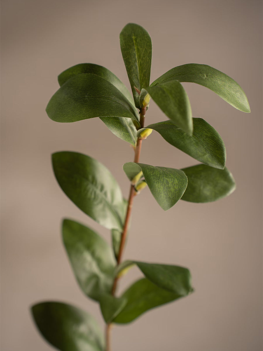 Ruscus, Grön