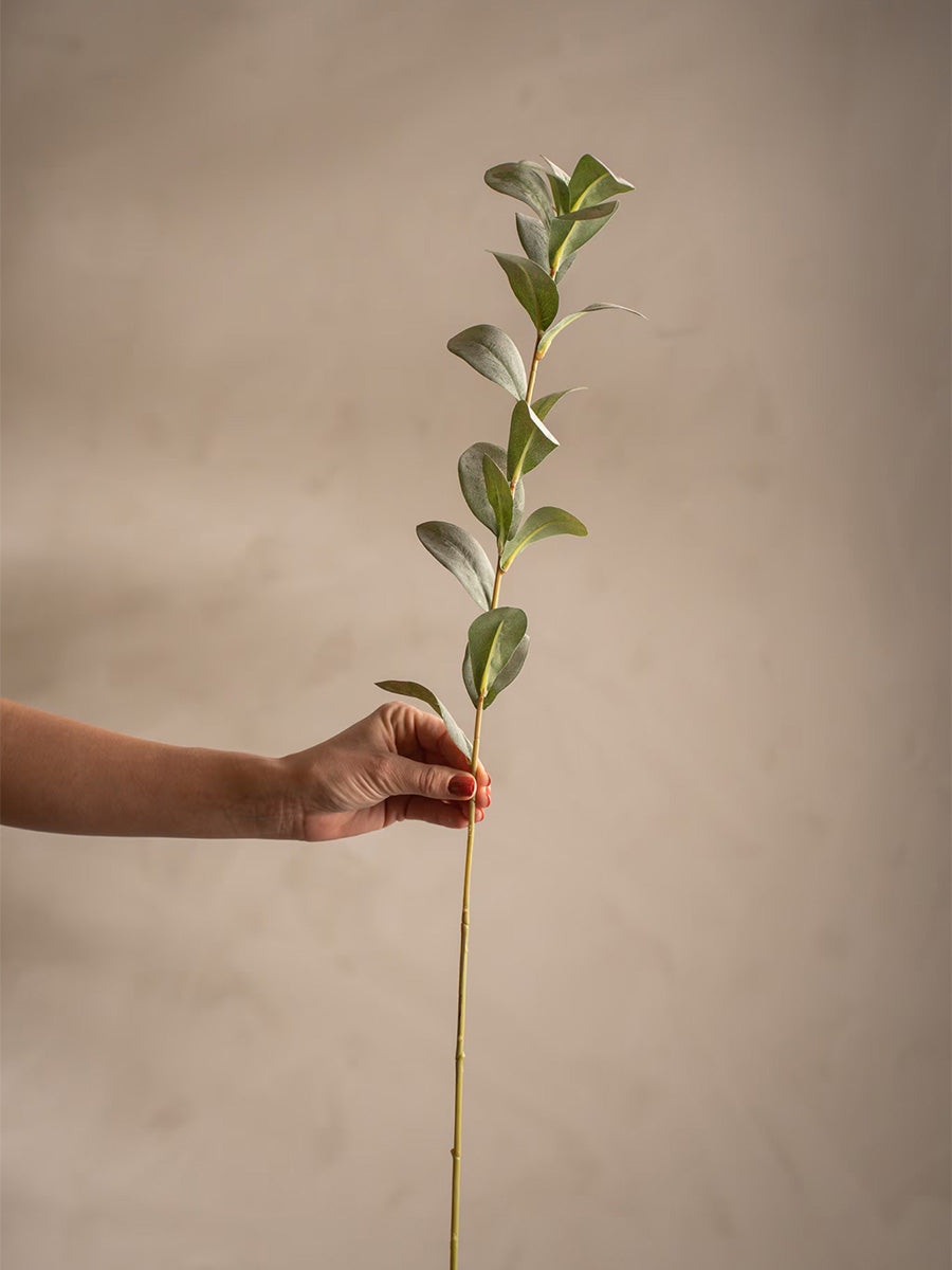 Ruscus, Grågrön