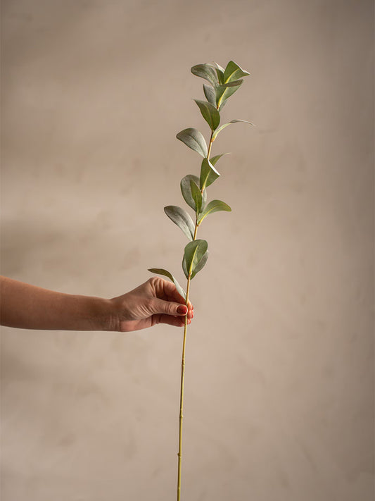 Ruscus, Grågrön