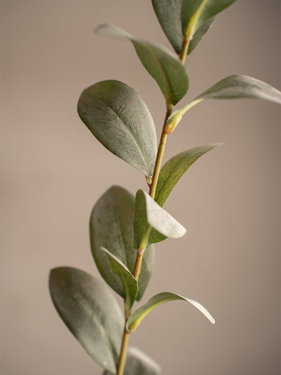 Ruscus, Grågrön