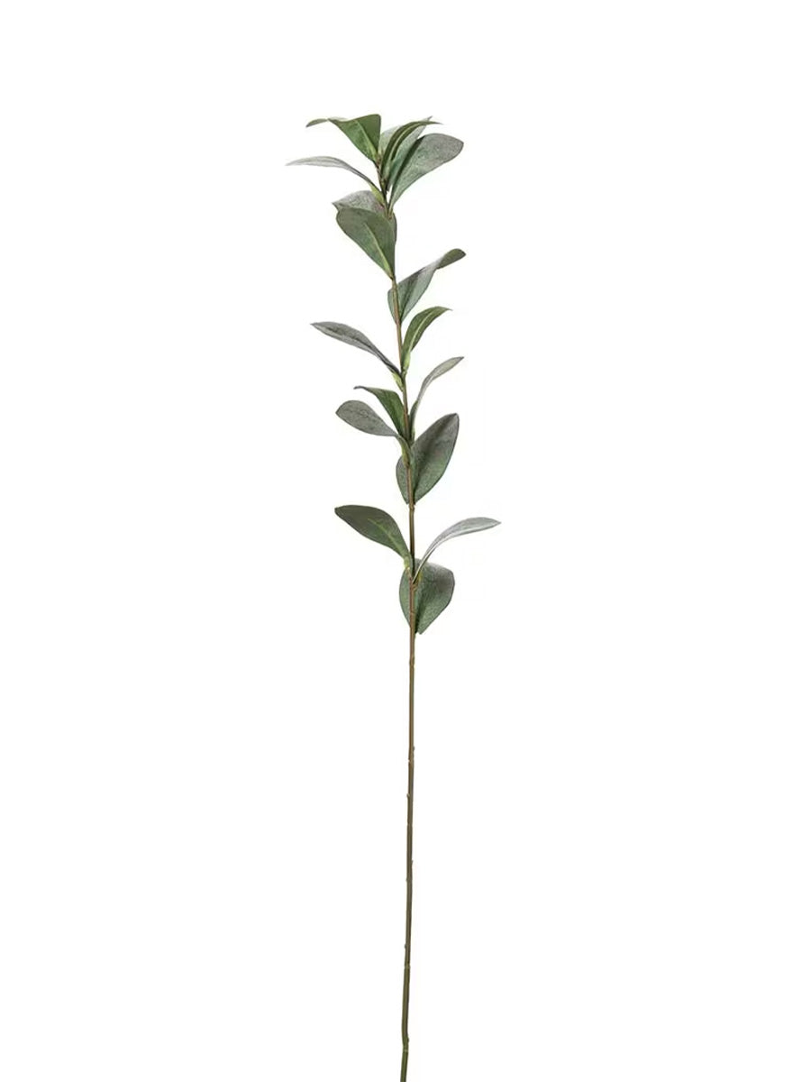 Ruscus, Grågrön