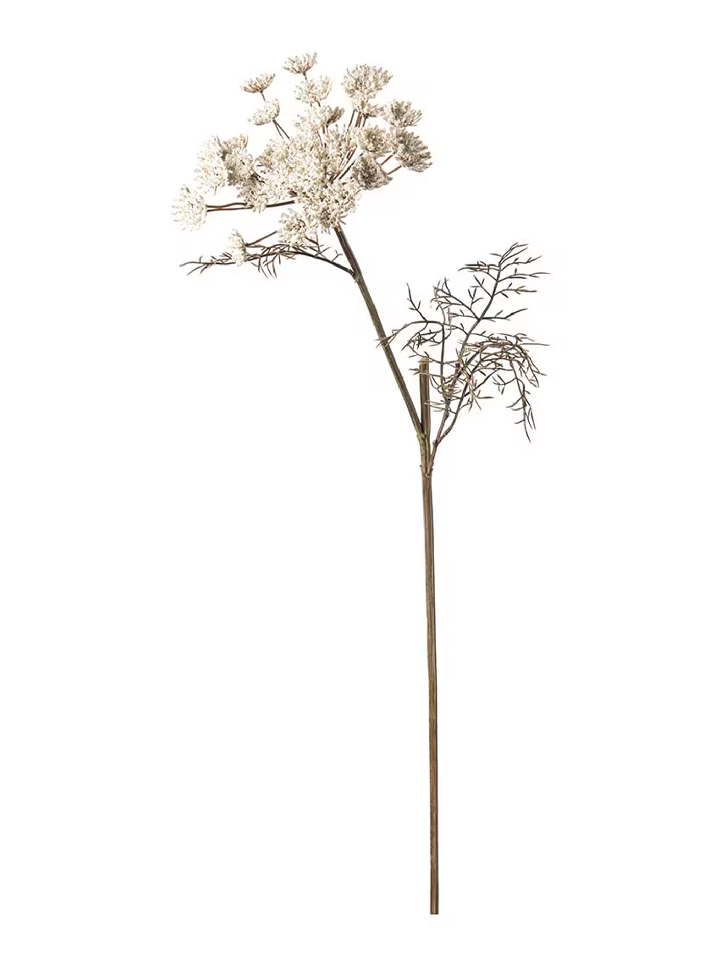 Vildmorot, Creme