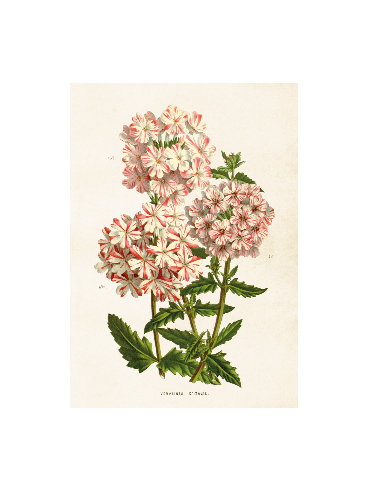 Poster 35x50 cm, Pelargon