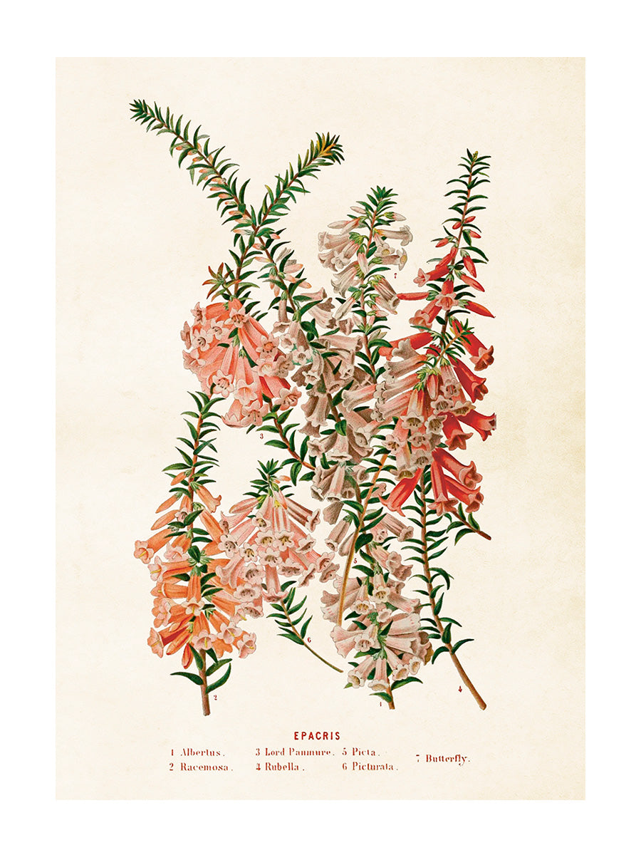 Poster 50x70 cm, Sydljung