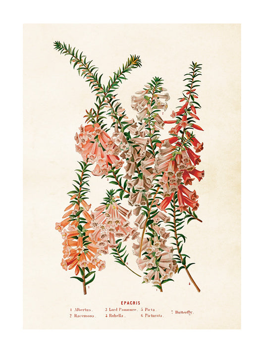 Poster 50x70 cm, Sydljung